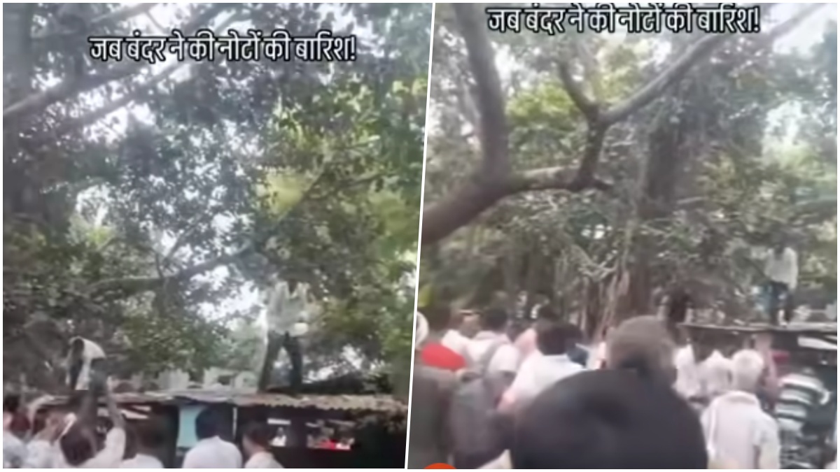 VIDEO: बंदर ने जब औरैया में आसमान से कर दी पैसों की बारिश, तहसील परिसर में मची अफरा-तफरी