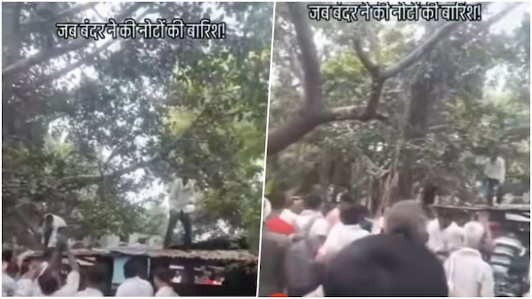 VIDEO: बंदर ने जब औरैया में आसमान से कर दी पैसों की बारिश, तहसील परिसर में मची अफरा-तफरी