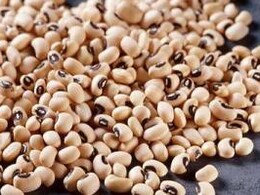 लोबिया : वजन घटाने का आसान और असरदार तरीका, वैज्ञानिक रिसर्च में सामने आए कई फायदे