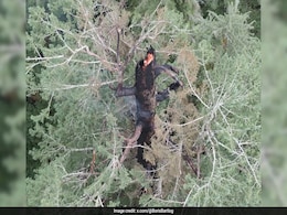 450-Year-Old Doerner Fir, One Of World's Tallest Trees, Burning In Oregon 450-Year-Old Doerner Fir, One Of World's Tallest Trees, Burning In Oregon