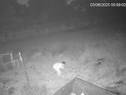 On Camera, Man Steals Brass Elephant From Ex Chhattisgarh Minister&#039;s Home