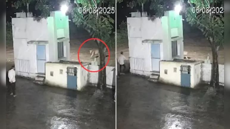 शेर और इंसान का जब हुआ आमना-सामना...न पकड़ा, न झपट्टा मारा…बस एक साथ लगा दी दौड़