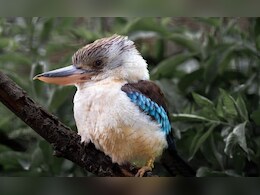 नरों में मादा वाले लक्षण... ऑस्ट्रेलियन बर्ड्स में हो रहा 'सेक्स रिवर्सल', स्टडी में चौंकाने वाला खुलासा