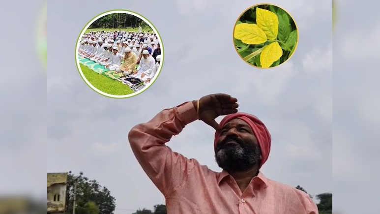 कब बरसोगे! देवास में बारिश के इंतजार में किसान, सोयाबीन की हुई फसल पीली, पानी गिरने के लिए मुस्लिम समुदायों ने पढ़ी नमाज कब बरसोगे! देवास में बारिश के इंतजार में किसान, सोयाबीन की हुई फसल पीली, पानी गिरने के लिए मुस्लिम समुदायों ने पढ़ी नमाज