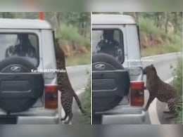 जंगल सफारी के दौरान जैसे ही खोली खिड़की, बाहर झांक रहे 13 साल के बच्चे पर तेंदुए ने कर दिया अटैक