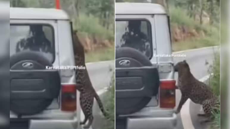 जंगल सफारी के दौरान जैसे ही खोली खिड़की, बाहर झांक रहे 13 साल के बच्चे पर तेंदुए ने कर दिया अटैक