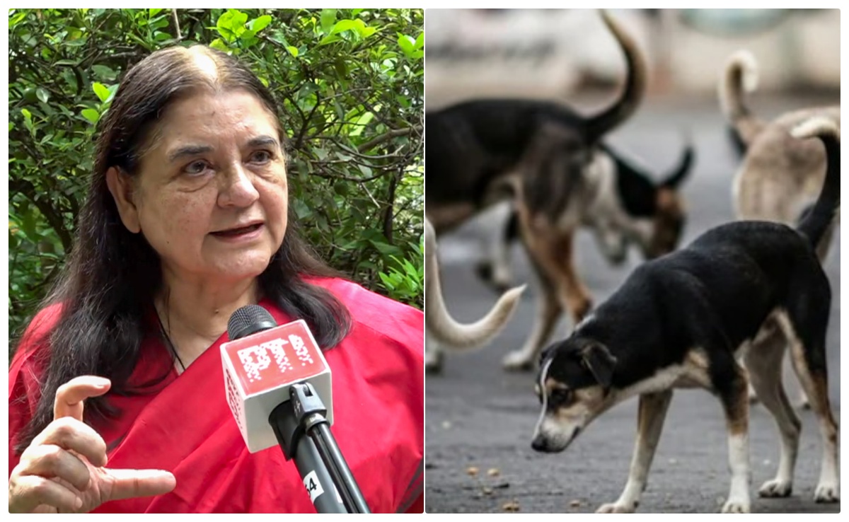 अगर कुत्ते गायब हुए तो.. आवारा कुत्तों पर छलका मेनका गांधी का दर्द, जानें क्या-क्या कहा