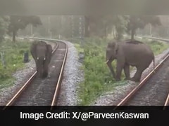 Watch: Elephant Saved After It Wanders On Train Track In Bengal, Forest Officer Shares Video
