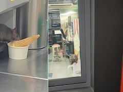 Viral Video Shows Rat Eating Ice Cream Cone At 7-Eleven Outlet In Mumbai