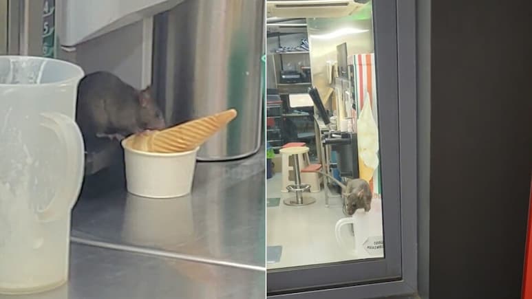 Viral Video Shows Rat Eating Ice Cream Cone At 7-Eleven Outlet In Mumbai