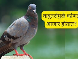 कबुतरांच्या विष्ठेमुळे होणारे 6 गंभीर आजार; कोणते उपाय करावे? तज्ज्ञांनी दिला महत्त्वपूर्ण सल्ला कबुतरांच्या विष्ठेमुळे होणारे 6 गंभीर आजार; कोणते उपाय करावे? तज्ज्ञांनी दिला महत्त्वपूर्ण सल्ला