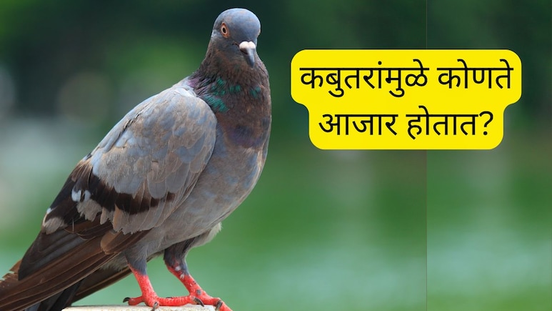 Pigeon Droppings Diseases : कबुतरांच्या विष्ठेमुळे होणारे 6 गंभीर आजार; कोणते उपाय करावे? तज्ज्ञांनी दिला महत्त्वपूर्ण सल्ला Pigeon Droppings Diseases : कबुतरांच्या विष्ठेमुळे होणारे 6 गंभीर आजार; कोणते उपाय करावे? तज्ज्ञांनी दिला महत्त्वपूर्ण सल्ला