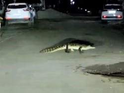 Video - Floods And Now Crocodiles: Kota Residents&#039; Rain Double Whammy