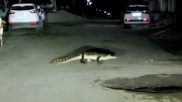 Video - Floods And Now Crocodiles: Kota Residents' Rain Double Whammy