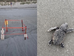 Dog Kills 23 Newly Hatched Sea Turtles On Florida Beach
