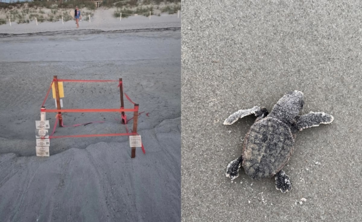 Dog Kills 23 Newly Hatched Sea Turtles On Florida Beach