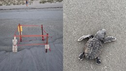 Dog Kills 23 Newly Hatched Sea Turtles On Florida Beach