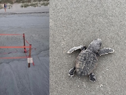 Dog Kills 23 Newly Hatched Sea Turtles On Florida Beach Dog Kills 23 Newly Hatched Sea Turtles On Florida Beach