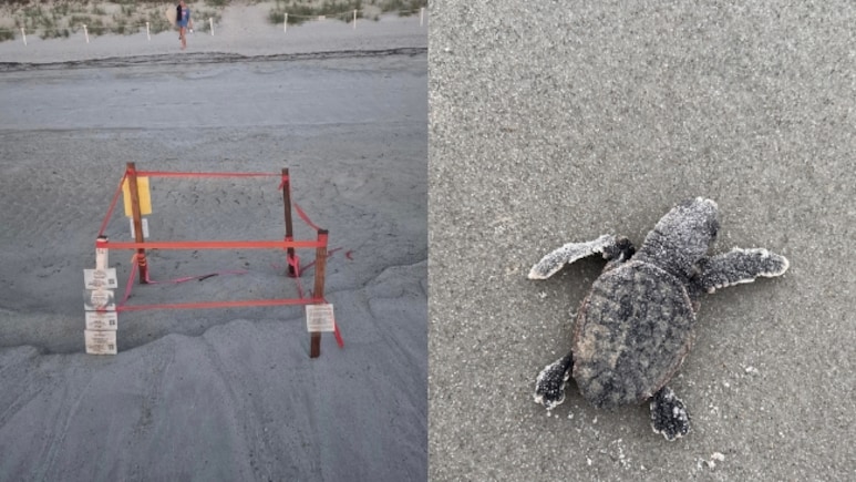 Dog Kills 23 Newly Hatched Sea Turtles On Florida Beach Dog Kills 23 Newly Hatched Sea Turtles On Florida Beach
