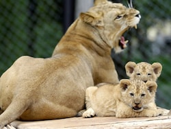 Rare Barbary Lions, Extinct In The Wild, Born At Czech Zoo