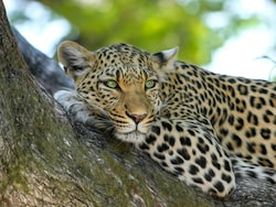Leopard Attacks Teen On Bengaluru Safari, Ignites Safety Concerns: Video