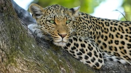 Girl, Out To Fetch Milk Near Farm, Mauled To Death By Leopard In UP
