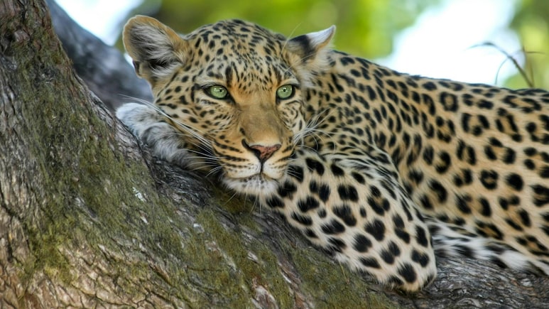 Leopard Attacks Teen On Bengaluru Safari, Ignites Safety Concerns: Video
