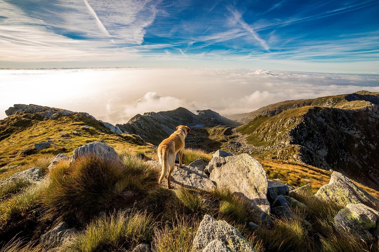 A Sanctuary For Dog Lovers: Vermont's Dog Mountain