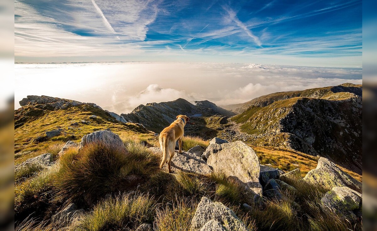 A Sanctuary For Dog Lovers: Vermont's Dog Mountain