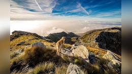 A Sanctuary For Dog Lovers: Vermont's Dog Mountain