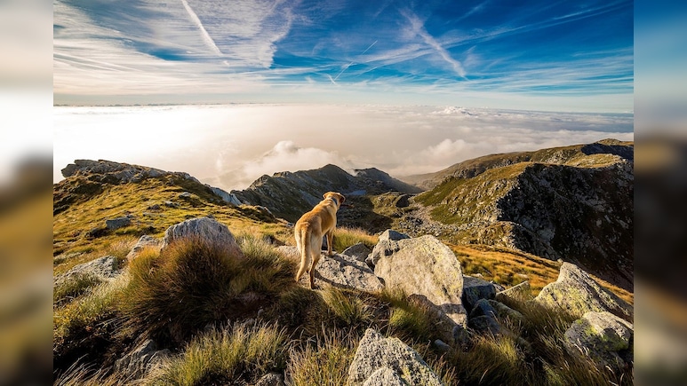 A Sanctuary For Dog Lovers: Vermont's Dog Mountain A Sanctuary For Dog Lovers: Vermont's Dog Mountain