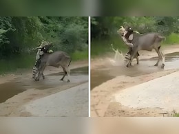 Watch: Cow Under Attack By Panther Saved By Companion In Viral Video Watch: Cow Under Attack By Panther Saved By Companion In Viral Video