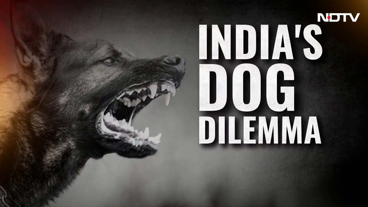 Video : India Battles Stray Dog Menace: Who's Responsible For Stray Crisis?