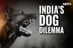 India Battles Stray Dog Menace: Who's Responsible For Stray Crisis? India Battles Stray Dog Menace: Who's Responsible For Stray Crisis?