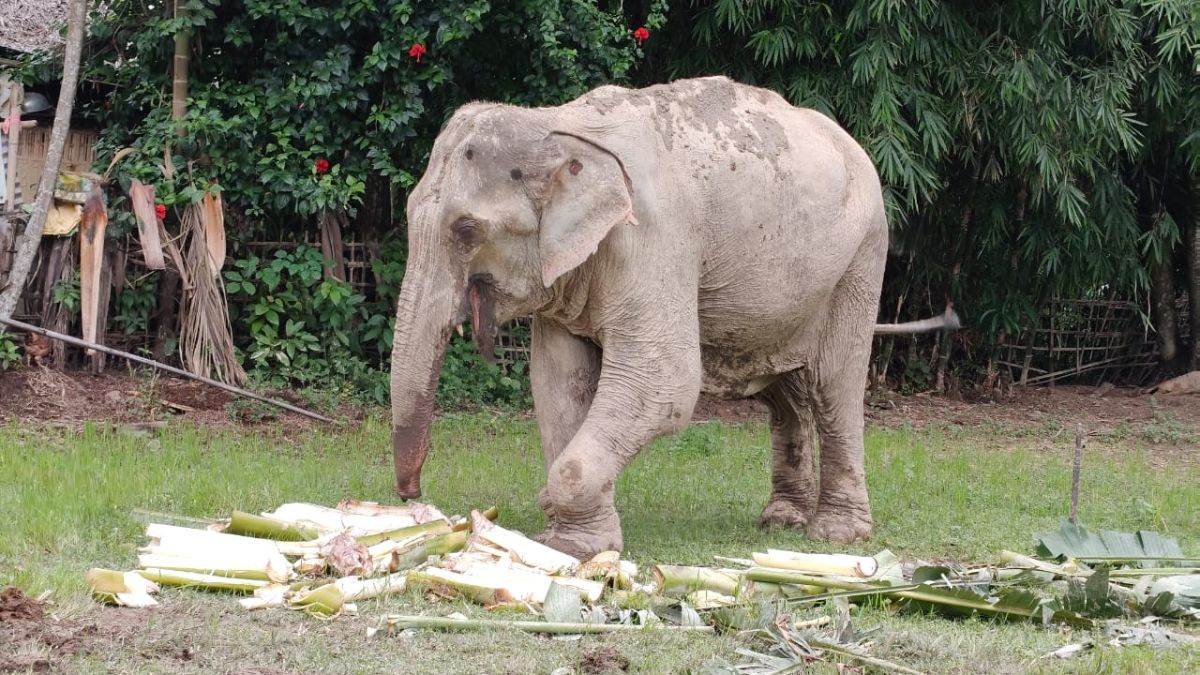 Injured Elephant Forced To Walk For Kilometres, Assam Video Sparks Outrage