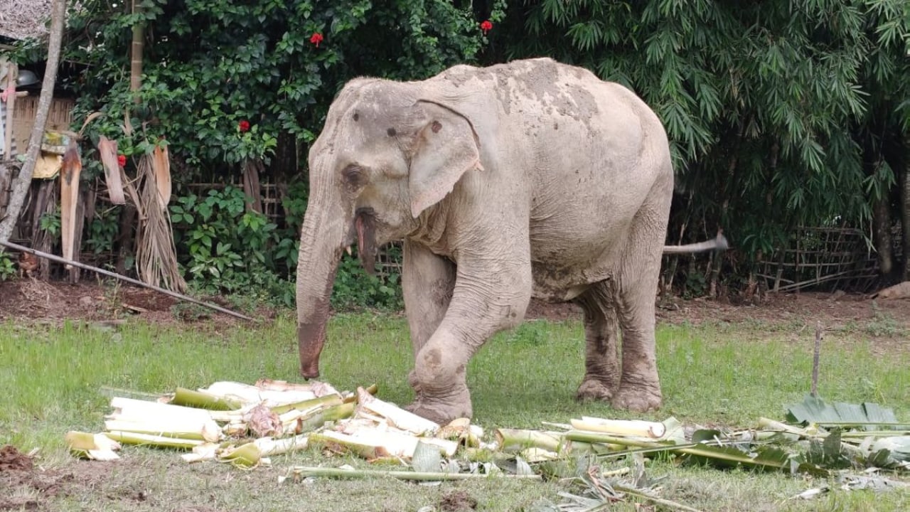 Assam's Monkey Menace, Human-Elephant Conflict Trigger SOP To Handle Them