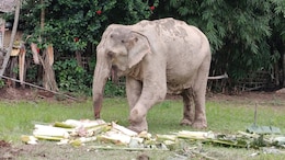 Assam's Monkey Menace, Human-Elephant Conflict Trigger SOP To Handle Them