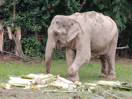 Injured Elephant Forced To Walk For Kilometres, Assam Video Sparks Outrage Injured Elephant Forced To Walk For Kilometres, Assam Video Sparks Outrage