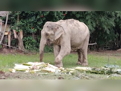 Assam's Monkey Menace, Human-Elephant Conflict Trigger SOP To Handle Them