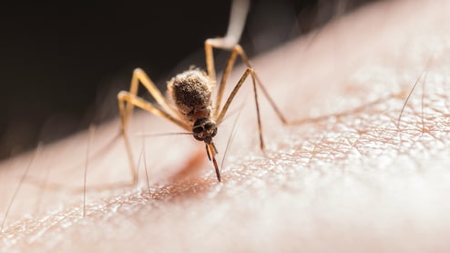 129 More Test Positive For Dengue In Manipur, Case Tally Rises To 3,594 This Year