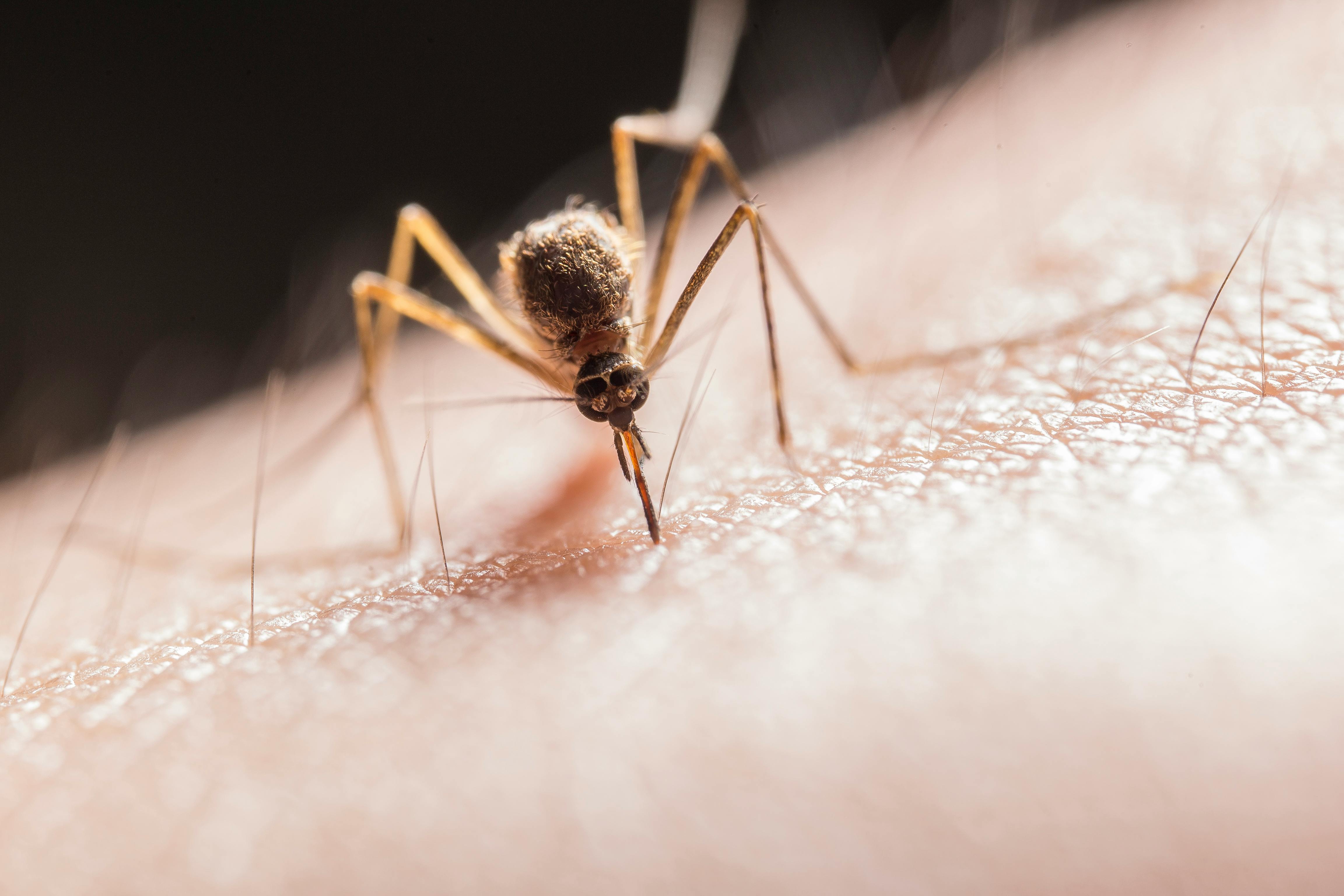 129 More Test Positive For Dengue In Manipur, Case Tally Rises To 3,594 This Year