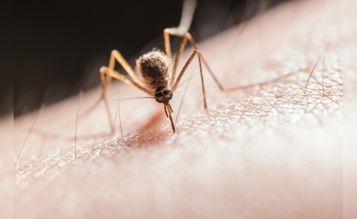 Latest and Breaking News on NDTV