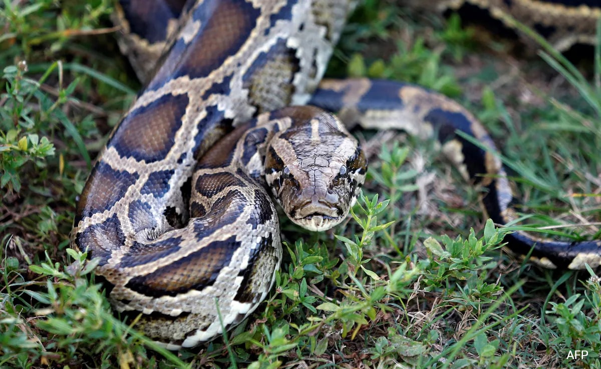 Мъж от Флорида събрал 87 инвазивни бирмански питони за месец