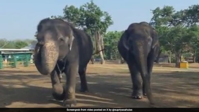 Tale Of 2 Elephants In Tamil Nadu Who Have Been 'Best Friends' For 55 Years Tale Of 2 Elephants In Tamil Nadu Who Have Been 'Best Friends' For 55 Years