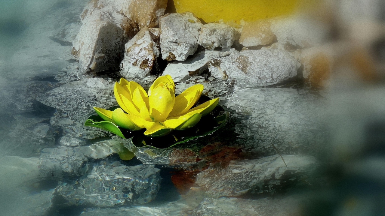 Lotus flowers often symbolise peace and resilience.