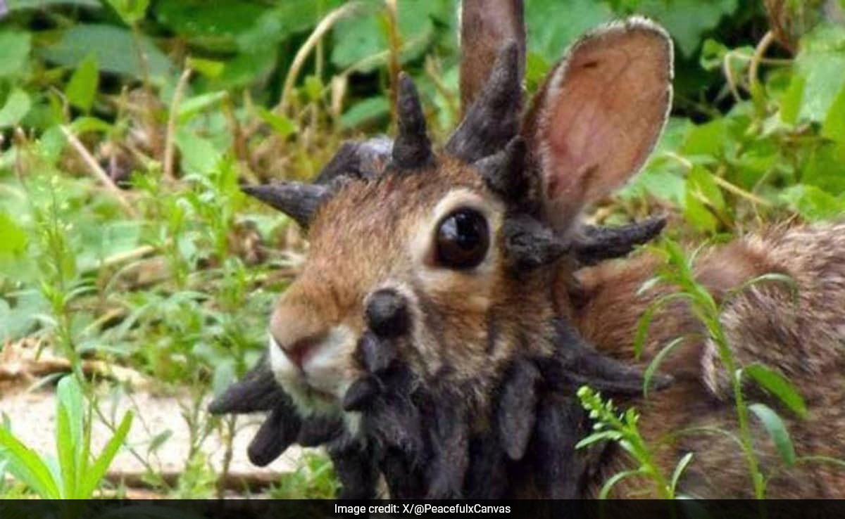 Colorado Rabbits Afflicted with Shope Papilloma Virus, Sparking Concern
