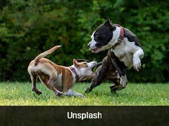 Which Country Has The Most Dogs? See The World's Top 10 List
