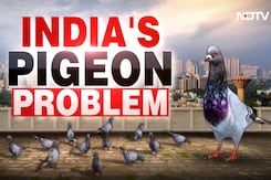 Protest vs Protest Over Pigeon Row In Mumbai: Marathi & Jain Groups To Face-Off Protest vs Protest Over Pigeon Row In Mumbai: Marathi & Jain Groups To Face-Off