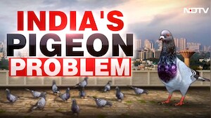 Protest vs Protest Over Pigeon Row In Mumbai: Marathi & Jain Groups To Face-Off