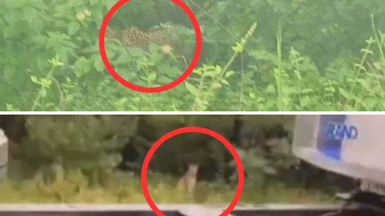 जयपुर में दिखा पैंथर, आबादी वाले इलाके में मूवमेंट से फैली दहशत जयपुर में दिखा पैंथर, आबादी वाले इलाके में मूवमेंट से फैली दहशत